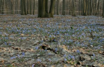 Flori de primavara in padure - Petreceri de copii in aer liber la TreeHouse