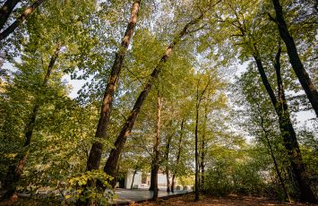 Locatii de nunta in aer liber - TreeHouse