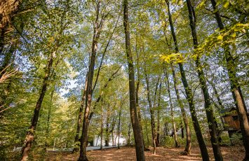 Locatii de nunta in aer liber - TreeHouse