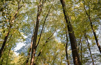 Locatii de nunta in aer liber - TreeHouse