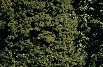 Nunta in aer liber, in mijlocul naturii