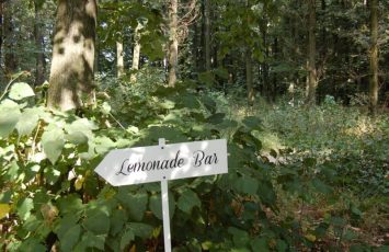 Nunta in natura, in aer liber, la piscina si padure, locatii de nunti in natura, locaite nunata in aer liber