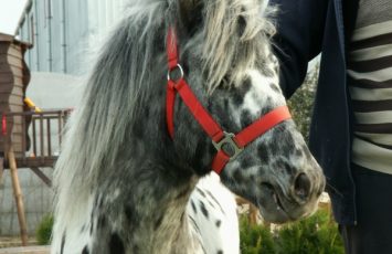 Petreceri copii, ponei, poneiul Arcibald, petrecere copiii in aer liber