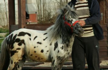 Petreceri copii, ponei, poneiul Arcibald, petrecere copiii in aer liber