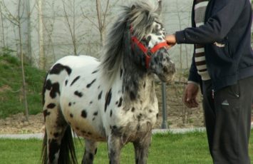 Petreceri copii, ponei, poneiul Arcibald, petrecere copiii in aer liber