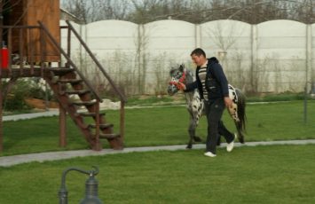 Petreceri copii, ponei, poneiul Arcibald, petrecere copiii in aer liber
