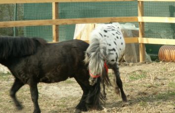 Petreceri copii, ponei, poneiul Arcibald, petrecere copiii in aer liber