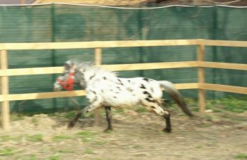 Petreceri copii, ponei, poneiul Arcibald, petrecere copiii in aer liber