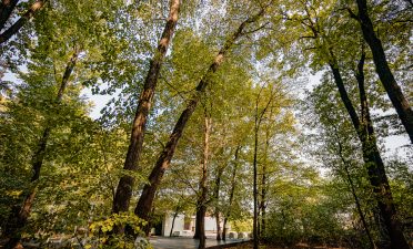 Locatii de nunta in aer liber - TreeHouse