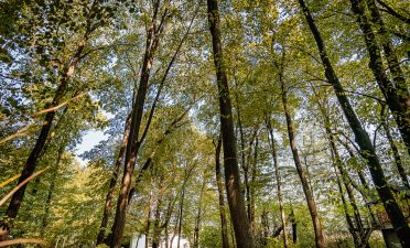 Locatii de nunta in aer liber - TreeHouse