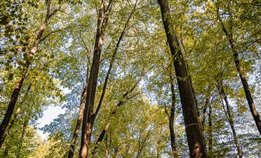 Locatii de nunta in aer liber - TreeHouse