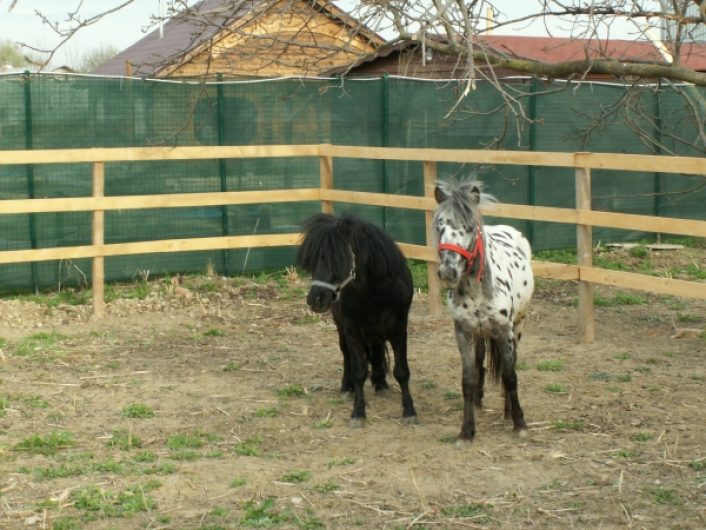 Petreceri de copii cu ponei, in aer liber, Arcibald si Goleo la TreeHouse